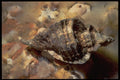 355024 Leafy Hornmouth (Ceretostoma Foliatum) A4 Photo Print