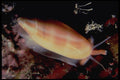 355025 Lettered Olive (Oliva Sayana) A4 Photo Print