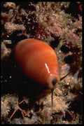 355026 Leviathan Cowrie (Cypraea Leviathan) A4 Photo Print
