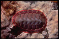 355027 Lined Chiton (Tonicella Lineata) A4 Photo Print