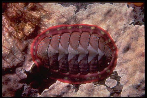 355027 Lined Chiton (Tonicella Lineata) A4 Photo Print