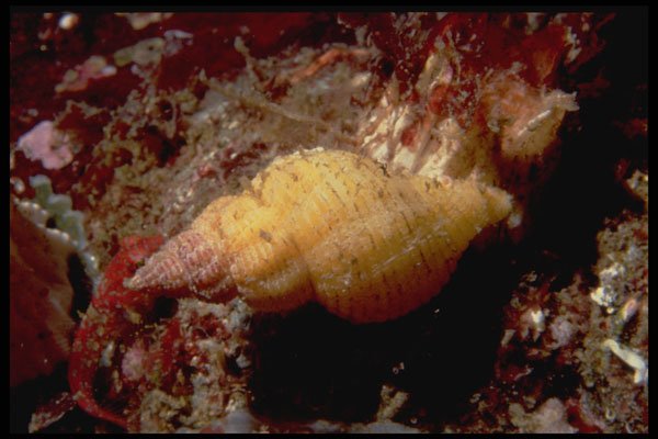 355028 Lurid Dwarf Triton (Ocenebra Lurida) A4 Photo Print