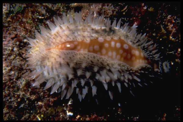 355029 Measled Cowrie (Cypraea Zebra) A4 Photo Print