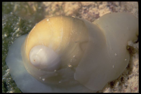 355030 Milk Moon Snail (Polinces Lacteus) A4 Photo Print