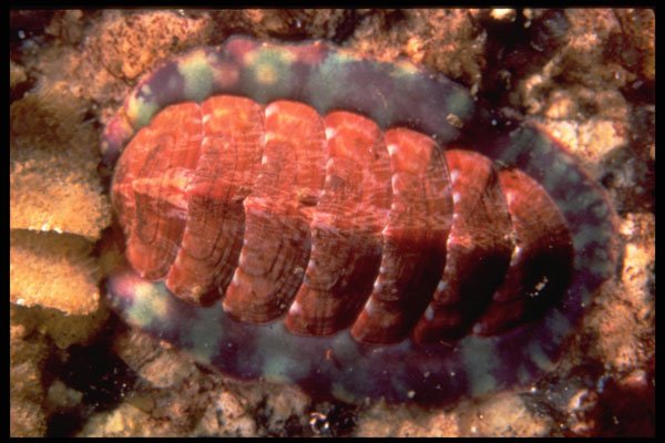 355031 Mottled Red Chiton (Tonicella Marmorea) A4 Photo Print