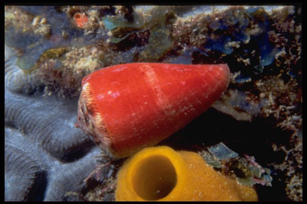 355032 Mouse Cone (Conus Mus) A4 Photo Print