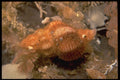 355033 Northern Siphon Whelk (Penion Adusta) A4 Photo Print