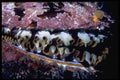 355035 Oyster A4 Photo Print