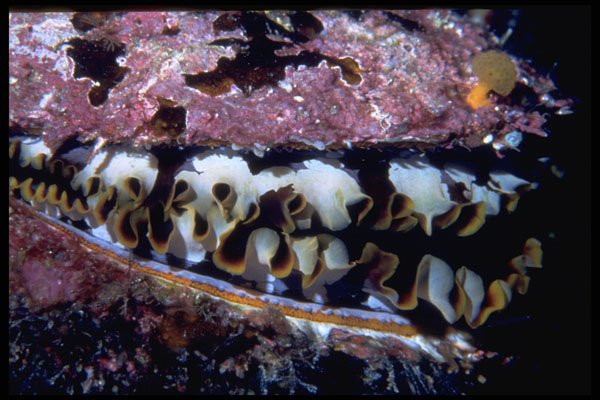 355035 Oyster A4 Photo Print