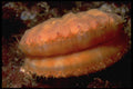 355036 Pacific Pink Scallop (Chlamys Hastata Hericia) A4 Photo Print