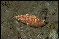 355037 Papal Miter (Mitra Papalis) A4 Photo Print