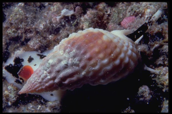 355039 Pimpled Basket Shell (Nassarius Papillosus) A4 Photo Print