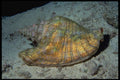 355041 Queen Conch (Strombus Gigas) A4 Photo Print