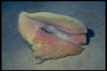 355042 Queen Conch (Strombus Gigas) A4 Photo Print