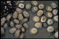 355043 Radiate Limpet (Cellana Radians) A4 Photo Print