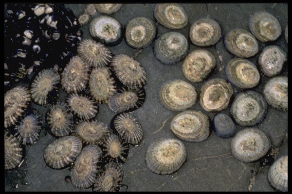 355043 Radiate Limpet (Cellana Radians) A4 Photo Print