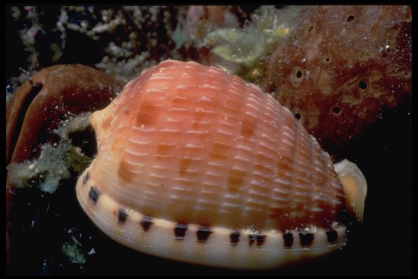 355044 Reticulated Cowrie Helmet (Cypraecassis Testiculus) A4 Photo Print