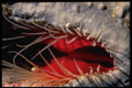 355045 Rough File Clam (Lima Scabra) A4 Photo Print