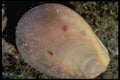 355046 Rough File Clam (Lima Scabra) A4 Photo Print