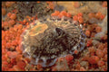355047 Rough Keyhole Limpet (Diodora Aspera) A4 Photo Print