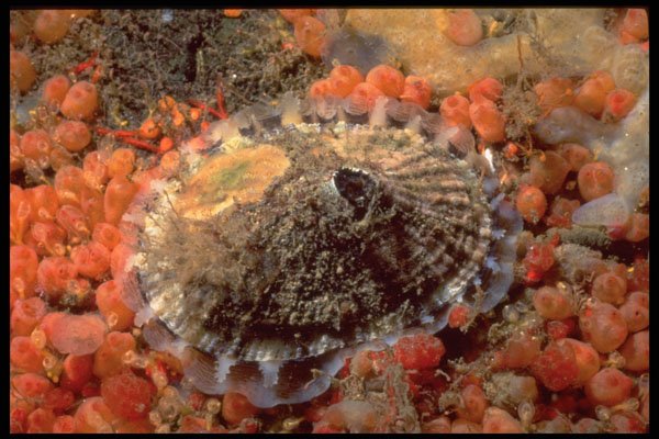 355047 Rough Keyhole Limpet (Diodora Aspera) A4 Photo Print
