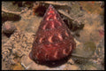 355048 Sculptured Top Shell (Calliostoma Euglyptum) A4 Photo Print