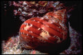 355051 Tapestry Turban (Turbo Petholatus) A4 Photo Print