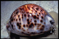 355053 Tiger Cowrie (Cypraea Tigris) A4 Photo Print
