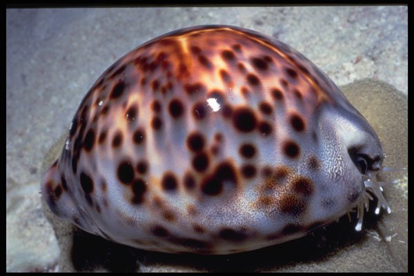 355053 Tiger Cowrie (Cypraea Tigris) A4 Photo Print