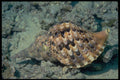 355056 Triton's Trumpet (Charonia Tritonis) A4 Photo Print
