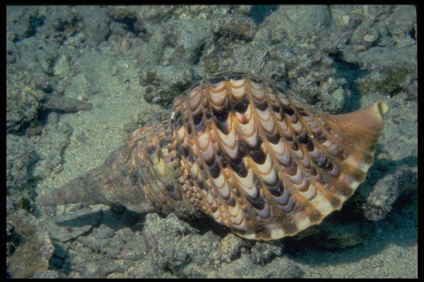355056 Triton's Trumpet (Charonia Tritonis) A4 Photo Print