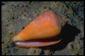 355057 Turtle Cone (Conus Testudinarius) A4 Photo Print