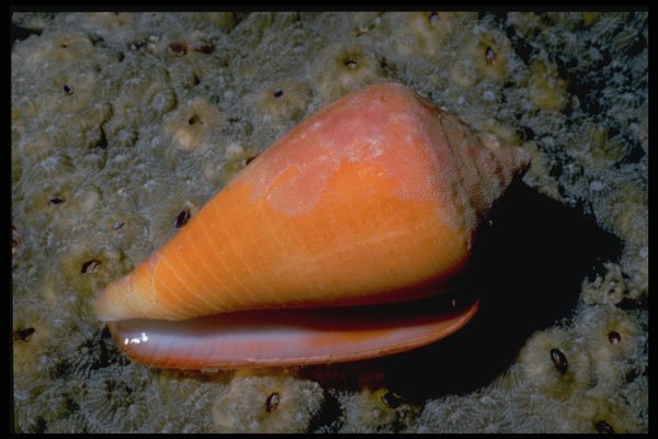 355057 Turtle Cone (Conus Testudinarius) A4 Photo Print