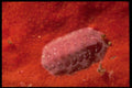 355058 Variable Chiton (Ischnochiton Maorianus) A4 Photo Print