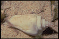 355060 White Hump back Conch (Strombus Gibberculus Albus) A4 Photo Print