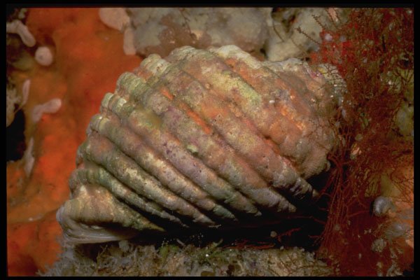 355061 White Rock Shell (Thais Orbita) A4 Photo Print