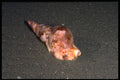 355062 Atlantic Triton's Trumpet (Charonia Variegata) A4 Photo Print