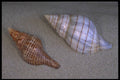 355063 Banded Tulip And Penion Oligastera A4 Photo Print