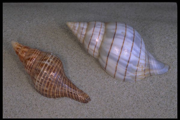 355063 Banded Tulip And Penion Oligastera A4 Photo Print