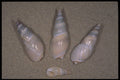 355064 Bullia Vittatum A4 Photo Print