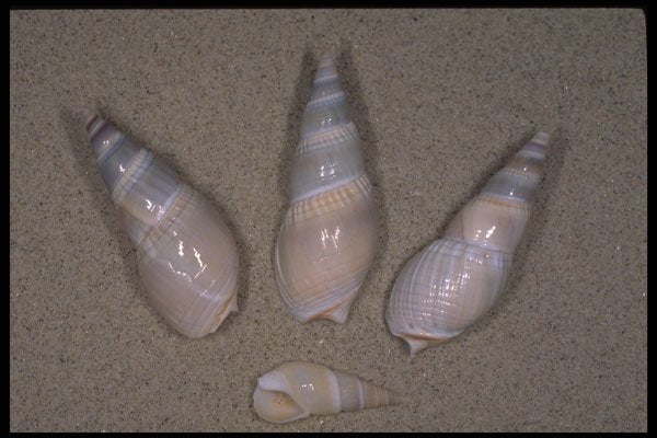 355064 Bullia Vittatum A4 Photo Print
