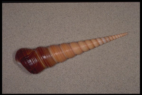 355065 Common Screw Shell (Turritella Terebra) A4 Photo Print