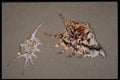355066 Common Spider And Scorpion Conches A4 Photo Print