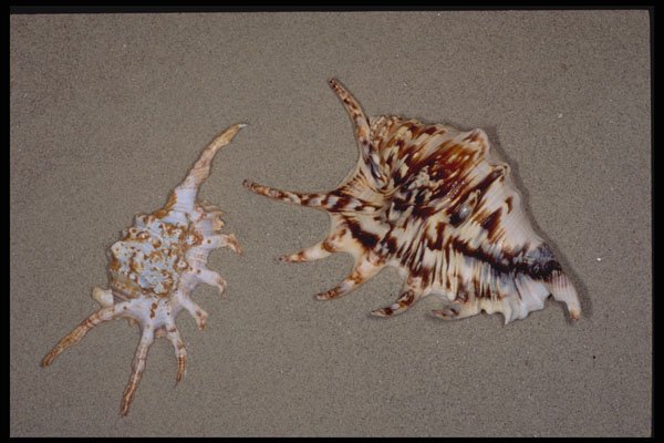 355066 Common Spider And Scorpion Conches A4 Photo Print