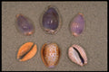355067 Cowries A4 Photo Print