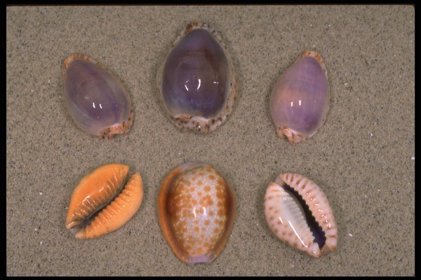 355067 Cowries A4 Photo Print