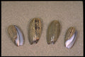 355068 Elegant Olive (Oliva Elegans) A4 Photo Print