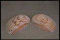 355069 Giant Atlantic Cockle (Dinocardium Robustum) A4 Photo Print