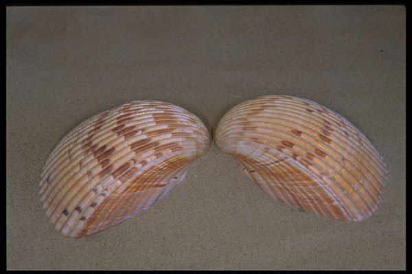 355069 Giant Atlantic Cockle (Dinocardium Robustum) A4 Photo Print