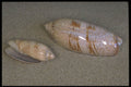 355070 Lettered Olive (Oliva Sayana) A4 Photo Print